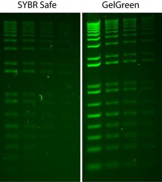 GelGreen&#174;核酸染色剂10000X水 GelGreen is a fluorescent nucleic acid stain designed to replace the highly toxic ethidium bromide (EtBr) for staining dsDNA, ssDNA or RNA in agarose gels or polyacrylamide gels.