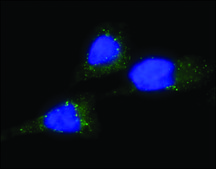 Anti-PMP70−Atto 488 兔抗 1.5-3 mg/mL, affinity isolated antibody, buffered aqueous solution