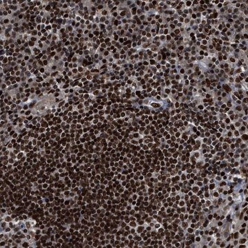 Anti-RFX5 antibody produced in rabbit Prestige Antibodies&#174; Powered by Atlas Antibodies, affinity isolated antibody, buffered aqueous glycerol solution