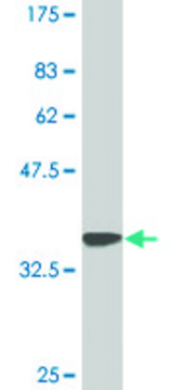 Monoclonal Anti-DEAF1 antibody produced in mouse clone 3C12, purified immunoglobulin, buffered aqueous solution