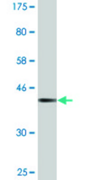 Monoclonal Anti-TFDP1 antibody produced in mouse clone 3E4, purified immunoglobulin, buffered aqueous solution