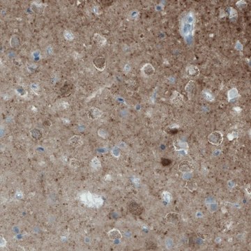 Monoclonal Anti-NECAB2 antibody produced in mouse Prestige Antibodies&#174; Powered by Atlas Antibodies, clone CL0524, purified immunoglobulin, buffered aqueous glycerol solution