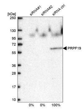 Anti-PRPF19 antibody produced in rabbit Prestige Antibodies&#174; Powered by Atlas Antibodies, affinity isolated antibody, buffered aqueous glycerol solution