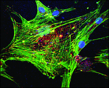 Phalloidin, Fluorescein Isothiocyanate Labeled sequence Amanita phalloides(synthetic: peptide sequence)