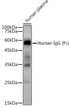 Anti-Human IgG Antibody, clone 1U6H0, Rabbit Monoclonal