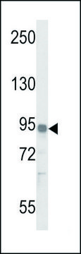 ANTI-IL17RD (N-TERM) antibody produced in rabbit IgG fraction of antiserum, buffered aqueous solution