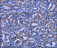 Anti-KCNJ9 antibody produced in rabbit affinity isolated antibody