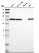 Anti-Pdpk1 Antibody Produced In Rabbit Prestige Antibodies® Powered by Atlas Antibodies, affinity isolated antibody, buffered aqueous glycerol solution