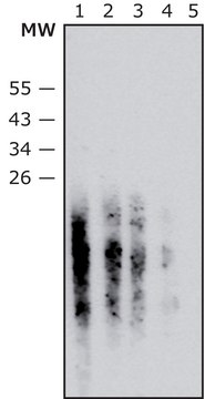 Anti-Staphylococcus aureus LTA antibody, Mouse monoclonal clone LT-43, purified from hybridoma cell culture