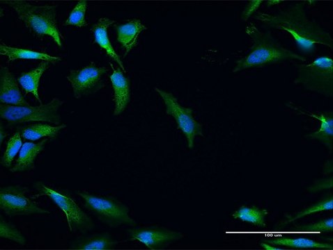 Anti-NRBF2 antibody produced in mouse IgG fraction of antiserum, buffered aqueous solution