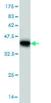 Monoclonal Anti-KCNJ10 antibody produced in mouse clone 1C11, purified immunoglobulin, buffered aqueous solution