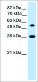 Anti-HOXC11 (AB2) antibody produced in rabbit IgG fraction of antiserum