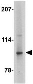 Anti-Slitrk4 Antibody from rabbit, purified by affinity chromatography