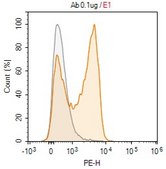 Anti-CD2 Antibody, clone 1E21 ZooMAb® Rabbit Monoclonal recombinant, expressed in HEK 293 cells