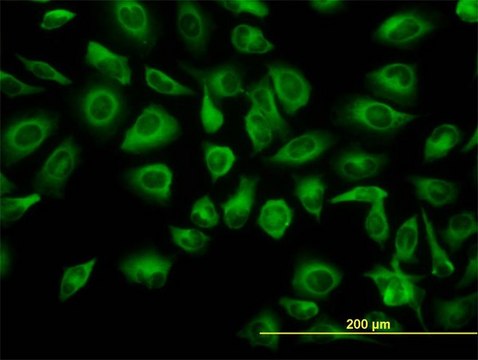 Monoclonal Anti-TUBA6 antibody produced in mouse clone S11, purified immunoglobulin, buffered aqueous solution