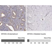 Anti-MYH9 Prestige Antibodies® Powered by Atlas Antibodies, affinity isolated antibody