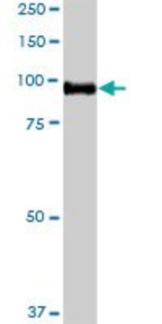 Anti-CDH13 antibody produced in rabbit purified immunoglobulin, buffered aqueous solution