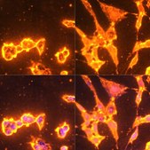Anti-Pan Phospho-Tyrosine antibody produced in rabbit