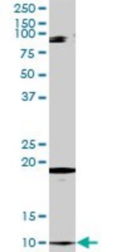 Anti-CLPS antibody produced in rabbit purified immunoglobulin, buffered aqueous solution