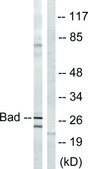 Anti-BAD antibody produced in rabbit affinity isolated antibody