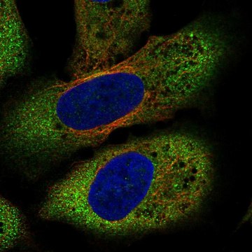 Anti-FZD8 antibody produced in rabbit Prestige Antibodies&#174; Powered by Atlas Antibodies, affinity isolated antibody