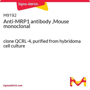 Anti-MRP1 antibody ,Mouse monoclonal clone QCRL-4, purified from hybridoma cell culture