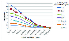 Anti-Rabbit IgG Fab antibody, Goat monoclonal recombinant, expressed in HEK 293 cells, clone RMG01, purified immunoglobulin