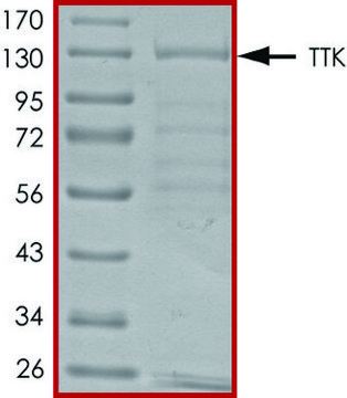 TTK, active, GST tagged human PRECISIO&#174; Kinase, recombinant, expressed in baculovirus infected Sf9 cells, &#8805;70% (SDS-PAGE), buffered aqueous glycerol solution