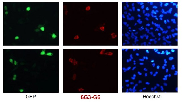 Anti-SARS-CoV-2 nucleocapsid NC1 Antibody, clone 6G3-G6