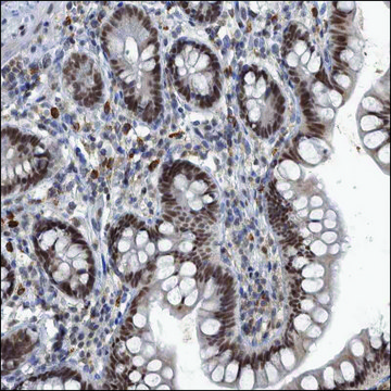 Anti-MICU3 antibody produced in rabbit Prestige Antibodies&#174; Powered by Atlas Antibodies, affinity isolated antibody, buffered aqueous glycerol solution, Ab3