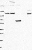 Anti-Rtn2 Antibody Produced In Rabbit Prestige Antibodies® Powered by Atlas Antibodies, affinity isolated antibody, buffered aqueous glycerol solution