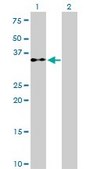 Monoclonal Anti-EIF2S1 antibody produced in mouse clone 3H12-C11, purified immunoglobulin, buffered aqueous solution