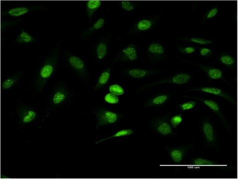 Monoclonal Anti-ANKRD37 antibody produced in mouse clone 6E8, purified immunoglobulin, buffered aqueous solution