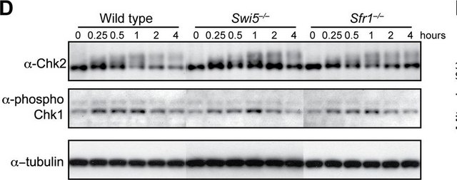 Anti-Chk2 Antibody, clone 7 clone 7, Upstate&#174;, from mouse