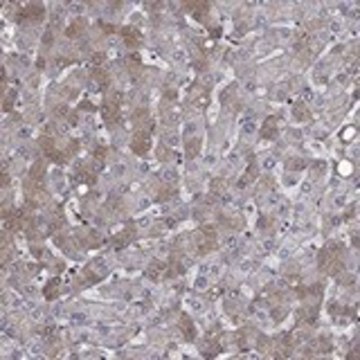 Anti-HPX antibody produced in rabbit Prestige Antibodies&#174; Powered by Atlas Antibodies, affinity isolated antibody, buffered aqueous glycerol solution