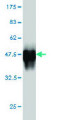 Monoclonal Anti-SCML1 antibody produced in mouse clone 4G3, purified immunoglobulin, buffered aqueous solution