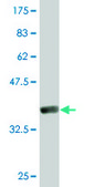 Monoclonal Anti-GTF2A2 antibody produced in mouse clone 2B9, purified immunoglobulin, buffered aqueous solution