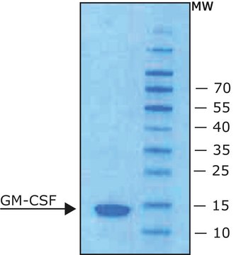 Granulocyte-Macrophage Colony-Stimulating Factor from mouse GM-CSF, from mouse, recombinant, expressed in E. coli, lyophilized powder, suitable for cell culture