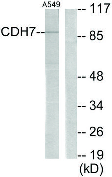 Anti-CDH7 antibody produced in rabbit affinity isolated antibody