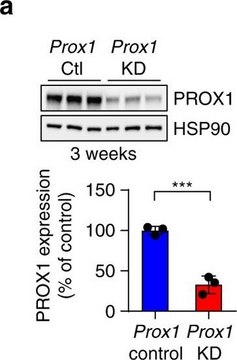 Anti-Prox1 Antibody Upstate&#174;, from rabbit