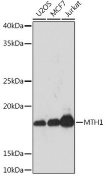 Anti-MTH1 Antibody, clone 0P6T10, Rabbit Monoclonal