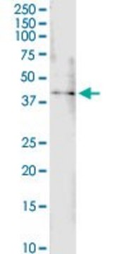 Anti-B4GALT4 antibody produced in rabbit purified immunoglobulin, buffered aqueous solution