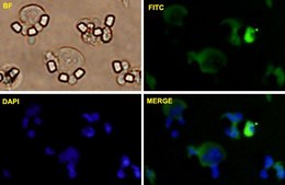 Monoclonal Anti-CLDN1 antibody produced in mouse clone 2E2-H5, purified immunoglobulin, buffered aqueous solution