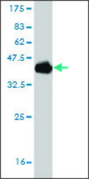 Monoclonal Anti-POU6F2 antibody produced in mouse clone 8F9, purified immunoglobulin, buffered aqueous solution