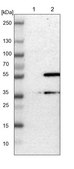 Anti-TMBIM1 antibody produced in rabbit Prestige Antibodies® Powered by Atlas Antibodies, affinity isolated antibody, buffered aqueous glycerol solution