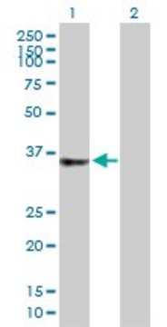 Anti-C2ORF43 antibody produced in mouse purified immunoglobulin, buffered aqueous solution