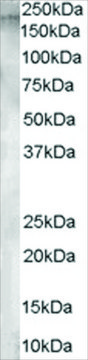 Anti-Aminopeptidase A antibody produced in goat affinity isolated antibody, buffered aqueous solution