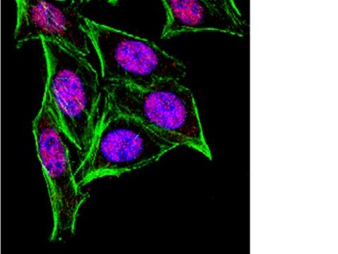 Anti-HuR Antibody from rabbit, purified by affinity chromatography