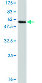 Monoclonal Anti-MLF2 antibody produced in mouse clone 2F6-1E3, purified immunoglobulin, buffered aqueous solution