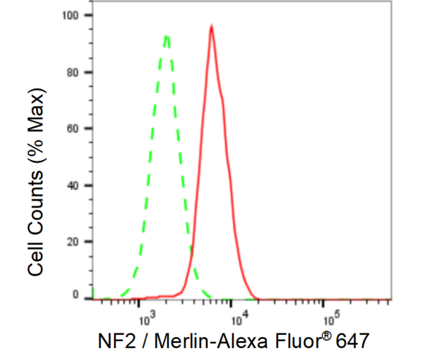 KD-Validated Anti NF2 / Merlin Antibody, clone 23GB2620, Rabbit Monoclonal clone 23GB2620, recombinant rabbit monoclonal, expressed in HEK293 cells